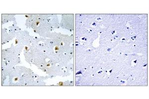 Immunohistochemistry analysis of paraffin-embedded human brain tissue using FMN2 antibody. (Formin 2 anticorps  (C-Term))