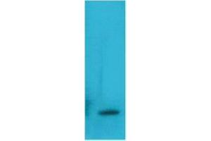 Western Blot (WB) analysis of Recombinant Human TNF a Protein with TNF alpha Mouse Monoclonal Antibody diluted at 1:2000. (TNF alpha anticorps)