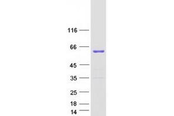 LSM14A Protein (Transcript Variant 1) (Myc-DYKDDDDK Tag)