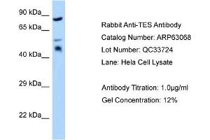 Western Blotting (WB) image for anti-Testis Derived Transcript (3 LIM Domains) (TES) (Middle Region) antibody (ABIN971861) (TES anticorps  (Middle Region))