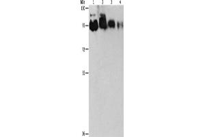 Western Blotting (WB) image for anti-Epidermal Growth Factor Receptor Pathway Substrate 15-Like 1 (EPS15L1) antibody (ABIN2422749) (EPS15L1 anticorps)