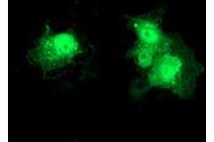 Anti-DTYMK mouse monoclonal antibody (ABIN2454997) immunofluorescent staining of COS7 cells transiently transfected by pCMV6-ENTRY DTYMK (RC201228). (DTYMK anticorps)