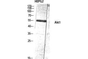 Western Blot (WB) analysis of HepG2 lysis using Akt1 antibody. (AKT1 anticorps  (Ser137))