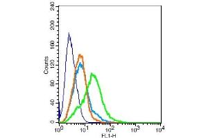 RSC96 probed with MC4 Receptor Polyclonal Antibody, Unconjugated  at 1:100 for 30 minutes followed by incubation with a conjugated secondary -FITC) (green) for 30 minutes compared to control cells (blue), secondary only (light blue) and isotype control (orange). (MC4R anticorps  (AA 1-50))