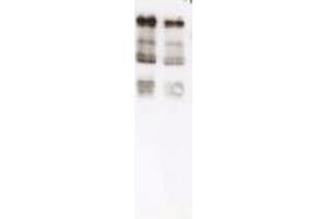 Immunoblot of Ubiquitin. (Ubiquitin anticorps)