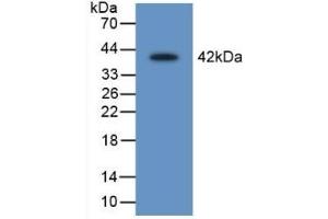 Detection of Recombinant LEI, Rat using Polyclonal Antibody to Leukocyte Elastase Inhibitor (LEI) (SERPINB1 anticorps  (AA 17-332))