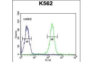 X1 Antibody (C-term) (ABIN654415 and ABIN2844152) flow cytometric analysis of K562 cells (right histogram) comred to a negative control cell (left histogram). (PAX1 anticorps  (C-Term))