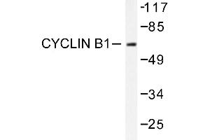 Image no. 1 for anti-Cyclin B1 (CCNB1) antibody (ABIN271880) (Cyclin B1 anticorps)
