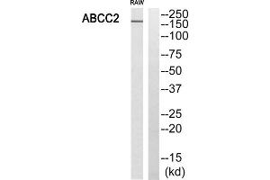 Western blot analysis of extracts from RAW264. (ABCC2 anticorps  (Internal Region))