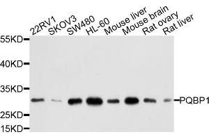 Western blot analysis of extracts of various cell lines, using PQBP1 antibody (ABIN5972450) at 1/1000 dilution. (PQBP1 anticorps)
