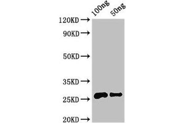 MARVELD3 anticorps  (AA 25-115)