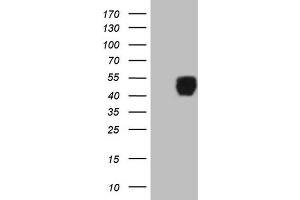 Western Blotting (WB) image for anti-Insulin-Like Growth Factor Binding Protein 3 (IGFBP3) (AA 28-297) antibody (ABIN2676168) (IGFBP3 anticorps  (AA 28-297))