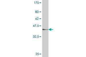 Western Blot detection against Immunogen (37 KDa) . (PCNA anticorps  (AA 78-177))