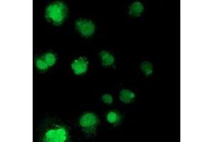 Anti-NHEJ1 mouse monoclonal antibody (ABIN2453928) immunofluorescent staining of COS7 cells transiently transfected by pCMV6-ENTRY NHEJ1 (RC203393). (NHEJ1 anticorps)