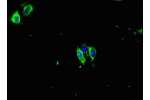 Immunofluorescent analysis of Hela cells using ABIN7165711 at dilution of 1:100 and Alexa Fluor 488-congugated AffiniPure Goat Anti-Rabbit IgG(H+L) (PKC gamma anticorps  (AA 1-314))