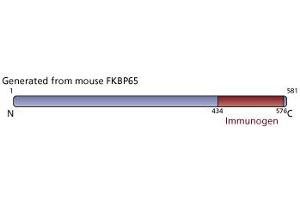 Image no. 3 for anti-FK506 Binding Protein 10, 65 KDa (FKBP10) (AA 434-576) antibody (ABIN968087) (FKBP10 anticorps  (AA 434-576))