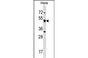 Western blot analysis in Hela cell line lysates (35ug/lane). (CRTAP anticorps  (N-Term))