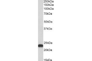 ABIN4902552 (0. (BLVRB anticorps)
