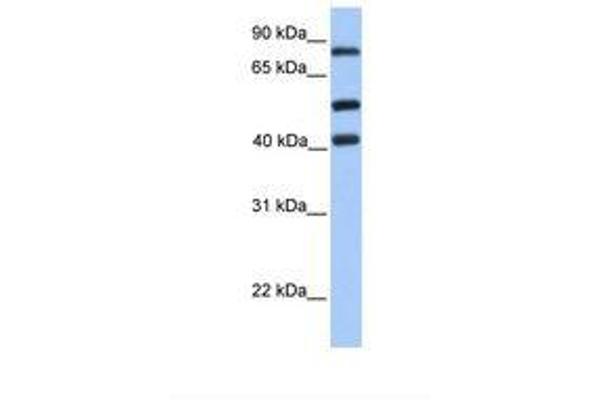 HCFC2 anticorps  (AA 551-600)