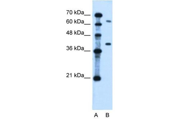 LRRC26 anticorps  (Middle Region)