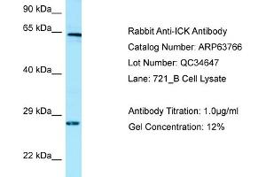 Western Blotting (WB) image for anti-Intestinal Cell (MAK-Like) Kinase (ICK) (C-Term) antibody (ABIN970927) (ICK anticorps  (C-Term))