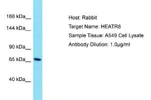 Host: Rabbit Target Name: HEATR8 Sample Type: A549 Whole Cell lysates Antibody Dilution: 1. (HEATR8 anticorps  (N-Term))