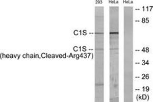 Western Blotting (WB) image for anti-Complement Component 1, S Subcomponent (C1S) (AA 388-437), (Cleaved-Arg437) antibody (ABIN2891190) (C1S anticorps  (Cleaved-Arg437))