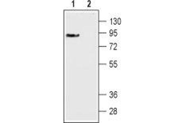 DRD3 anticorps  (Extracellular, N-Term)