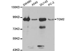 Western blot analysis of extracts of various cell lines, using TGM2 antibody (ABIN5970369) at 1:300 dilution. (Transglutaminase 2 anticorps)