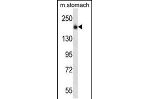 Western blot analysis in mouse stomach tissue lysates (35ug/lane). (UNC13B anticorps  (N-Term))