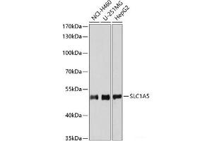 Western blot analysis of extracts of various cell lines using SLC1A5 Polyclonal Antibody at dilution of 1:3000. (SLC1A5 anticorps)