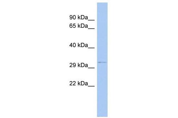 ODF4 anticorps  (N-Term)