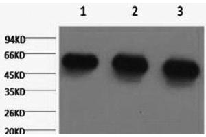 Western Blot analysis of 1) Hela, 2) Rat brian, 3) Mouse brain using alpha Tubulin Monoclonal Antibody at dilution of 1:5000. (alpha Tubulin anticorps)