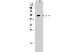 Western Blot (WB) analysis of HepG2 cells using GLP-1R Polyclonal Antibody. (GLP1R anticorps  (Internal Region))