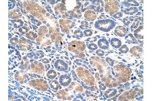 WWP2 antibody was used for immunohistochemistry at a concentration of 4-8 ug/ml to stain Epithelial cells of renal tubule (arrows) in Human Kidney. (WWP2 anticorps  (Middle Region))