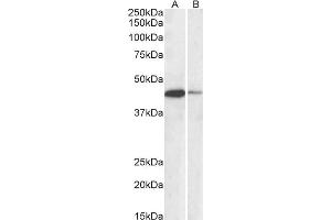 Western Blotting (WB) image for anti-cAMP Responsive Element Binding Protein 1 (CREB1) (AA 96-109) antibody (ABIN5859598) (CREB1 anticorps  (AA 96-109))
