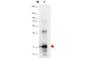 Image no. 1 for anti-Interleukin 33 (IL33) antibody (ABIN1102495) (IL-33 anticorps)
