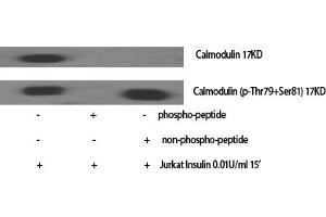 Western Blot analysis of various cells using Calmodulin Polyclonal Antibody diluted at 1:2000. (Calmodulin 1 anticorps)