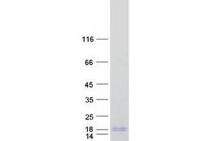 Validation with Western Blot (C1ORF53 Protein (Myc-DYKDDDDK Tag))