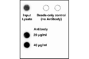 hTERT antibody QC by northern analysis. (hTERT anticorps)