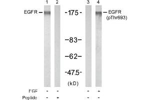 Image no. 1 for anti-Epidermal Growth Factor Receptor (EGFR) (Thr693) antibody (ABIN197415) (EGFR anticorps  (Thr693))