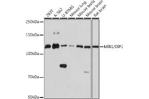 Western blot analysis of extracts of various cell lines, using MIB1/DIP1 Rabbit mAb (ABIN1682649, ABIN3017759, ABIN3017760 and ABIN7101523) at 1:1000 dilution. (MIB1 anticorps)