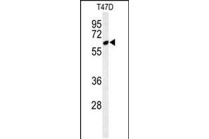 Western blot analysis of CLPB Antibody in T47D cell line lysates (35ug/lane) (CLPB anticorps  (C-Term))