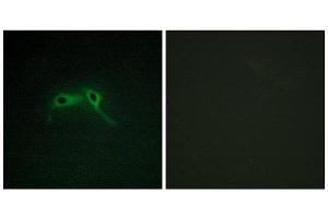 Immunofluorescence (IF) image for anti-Neurofibromin 1 (NF1) (Internal Region) antibody (ABIN1850489) (Neurofibromin 1 anticorps  (Internal Region))