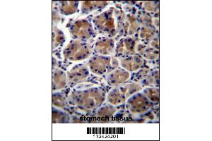ATP1B3 Antibody immunohistochemistry analysis in formalin fixed and paraffin embedded human stomach tissue followed by peroxidase conjugation of the secondary antibody and DAB staining. (ATP1B3 anticorps  (C-Term))