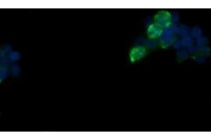 Image no. 1 for anti-Fetal and Adult Testis Expressed 1 (FATE1) antibody (ABIN1498226) (FATE1 anticorps)