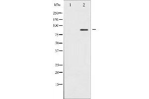 Western blot analysis of STAT5A expression in 293 whole cell lysates,The lane on the left is treated with the antigen-specific peptide. (STAT5A anticorps  (C-Term))