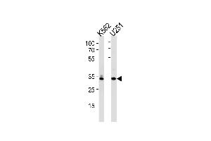 Western blot analysis in K562,U251 cell line lysates (35ug/lane). (TBP anticorps  (AA 210-239))