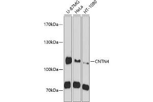 Western blot analysis of extracts of various cell lines, using CNTN4 antibody  at 1:1000 dilution. (Contactin 4 anticorps  (AA 448-697))