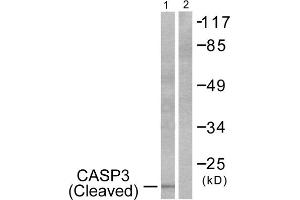 Western Blotting (WB) image for anti-Caspase 3 (CASP3) (Cleaved-Asp175) antibody (ABIN1853450) (Caspase 3 anticorps  (Cleaved-Asp175))